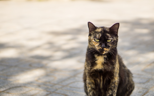 All About Torties
