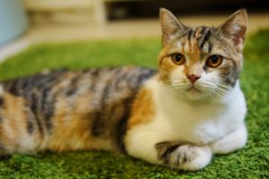 What is the difference between a Tortoiseshell cat and a calico