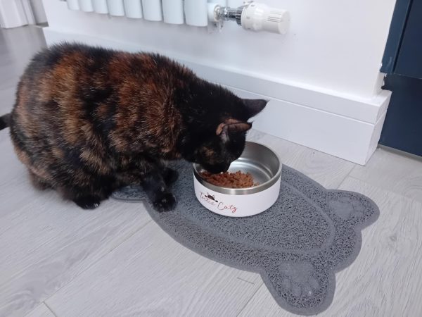 Tortie Catz Bowl - Image 3